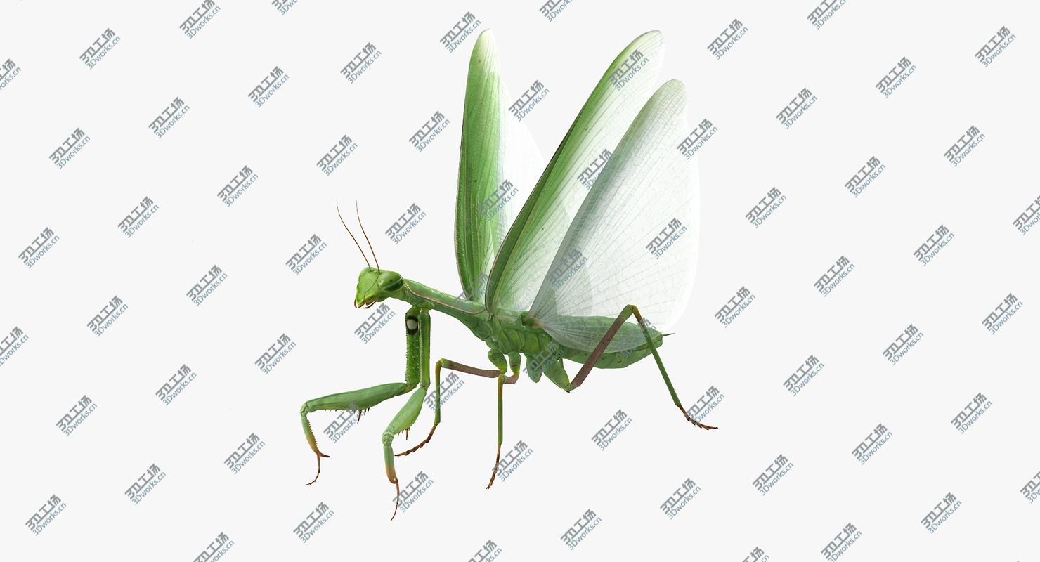 images/goods_img/2021040161/European Mantis Rigged 3D model/3.jpg